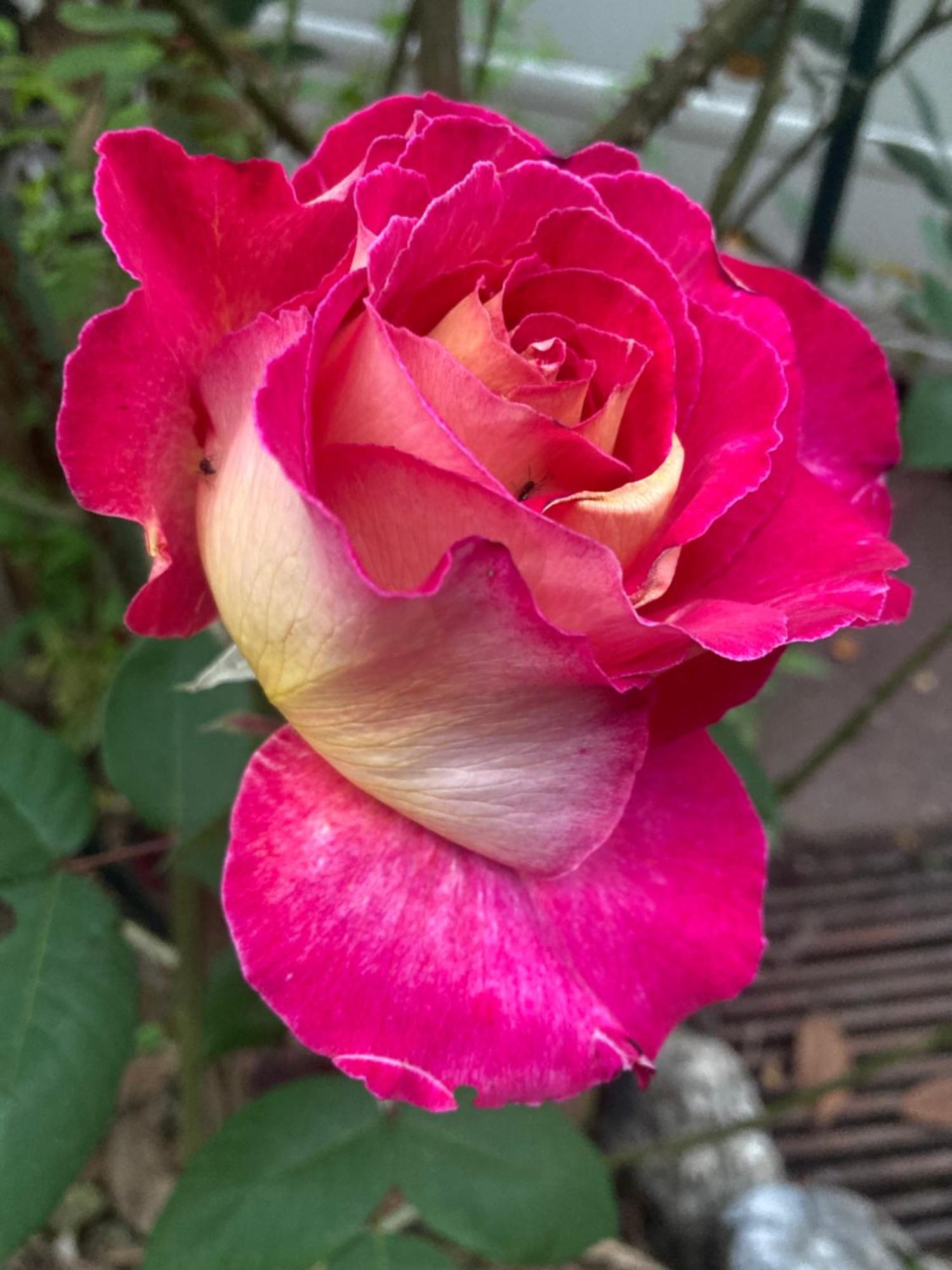 Maison Des Roses Oullins Kültér fotó